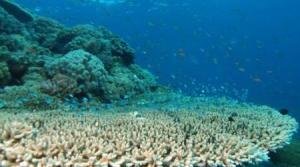  Brasil discute ocupação sustentável do bioma marinho 