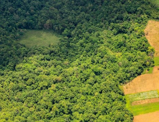 Brasil perdeu 89 milhões de hectares de vegetação natural nos últimos 34 anos